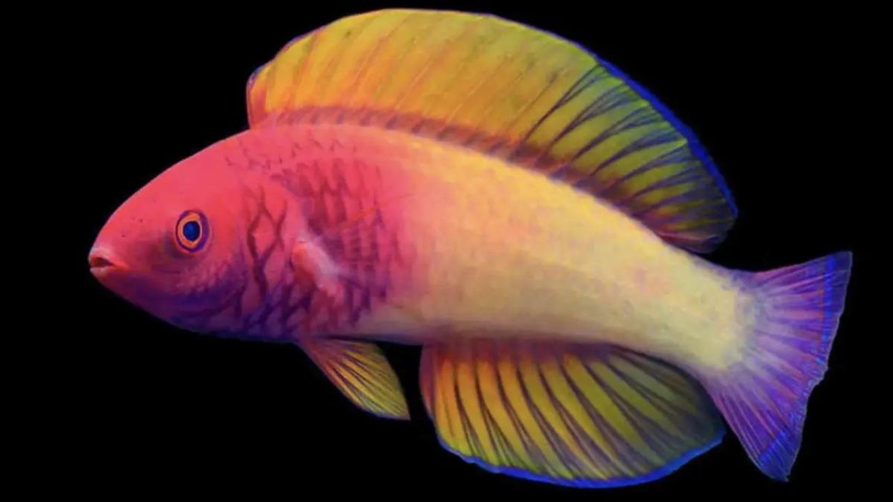 Espécie de peixe que nasce fêmea e vira macho é descoberta no Oceano Índico