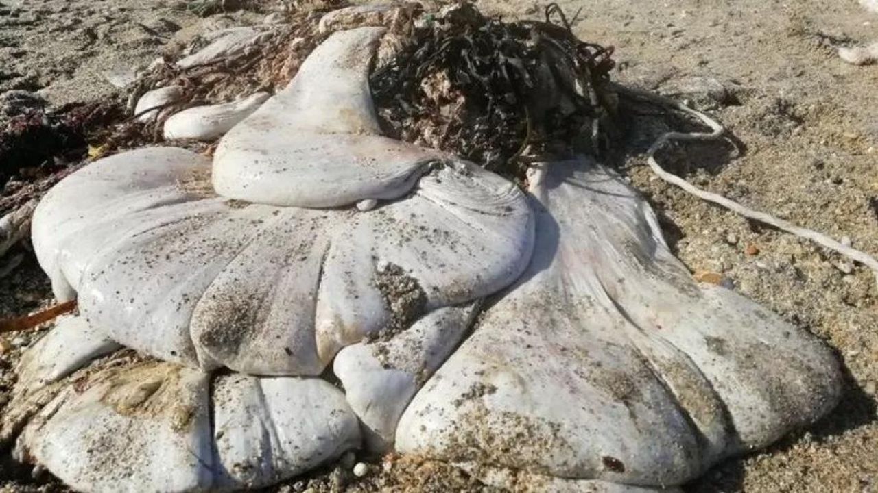 Estômago de baleia? Massa misteriosa é encontrada em praia do Reino Unido
