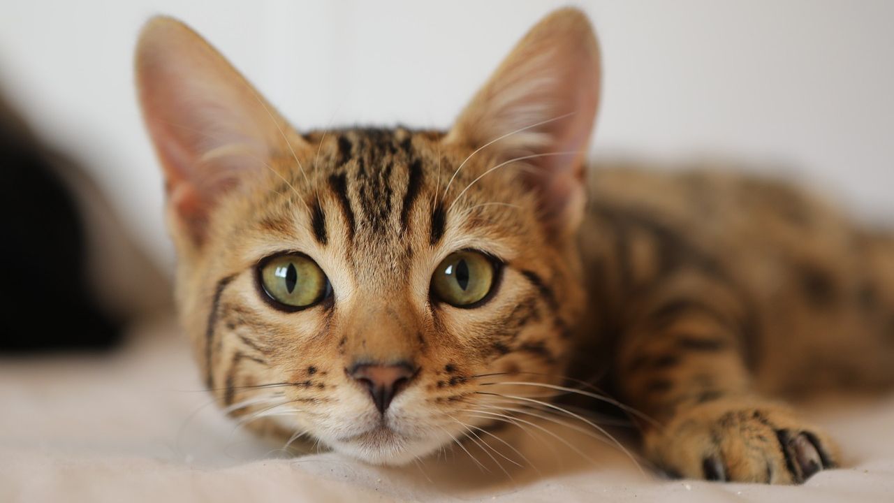 Gato sem órgãos sexuais externos e internos impressiona veterinários no Reino Unido