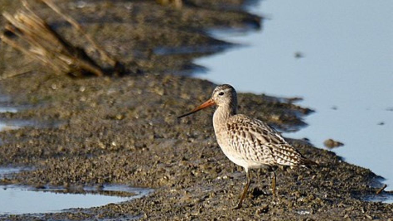 Ave bate recorde ao voar 13,5 mil km sem pousar; feito se deu entre o Alasca e a Tasmânia