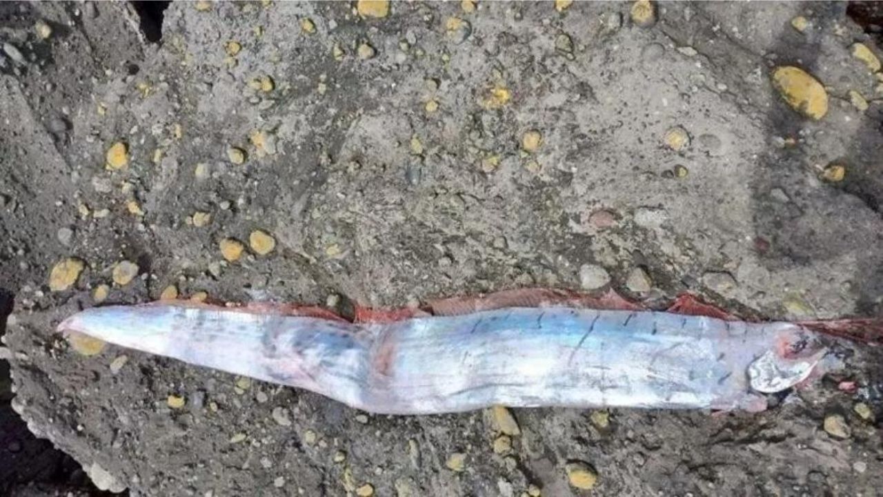 Peixe que supostamente ‘prevê’ desastres é encontrado na véspera de terremoto no Chile