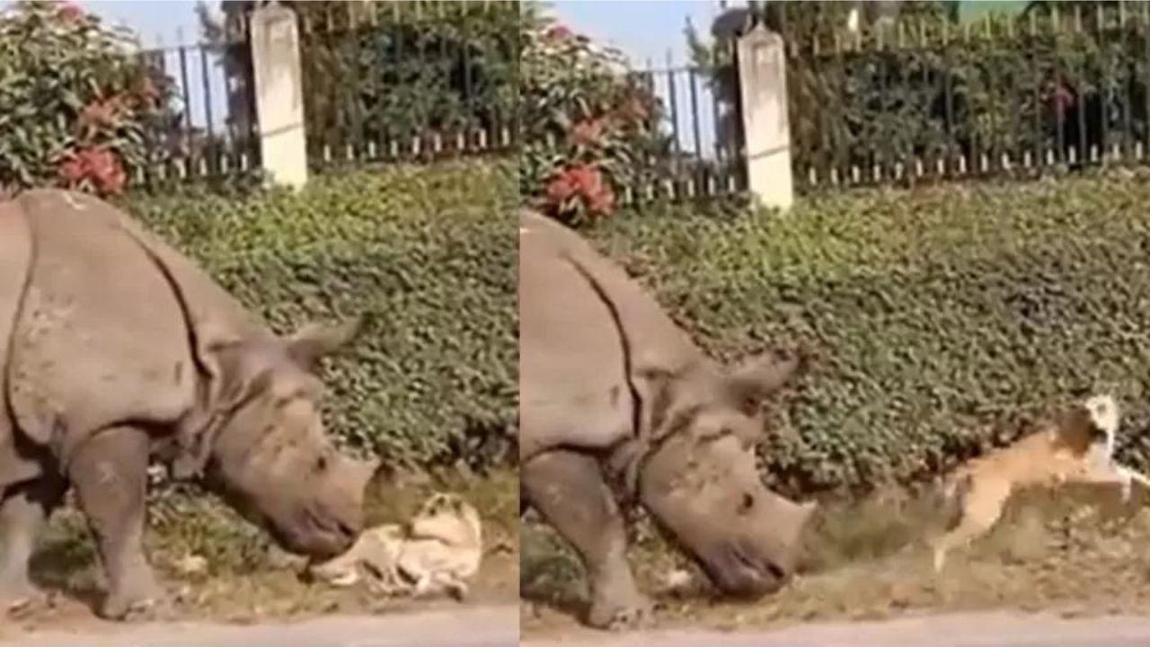 Cão se assusta ao ser surpreendido por rinoceronte enquanto dormia
