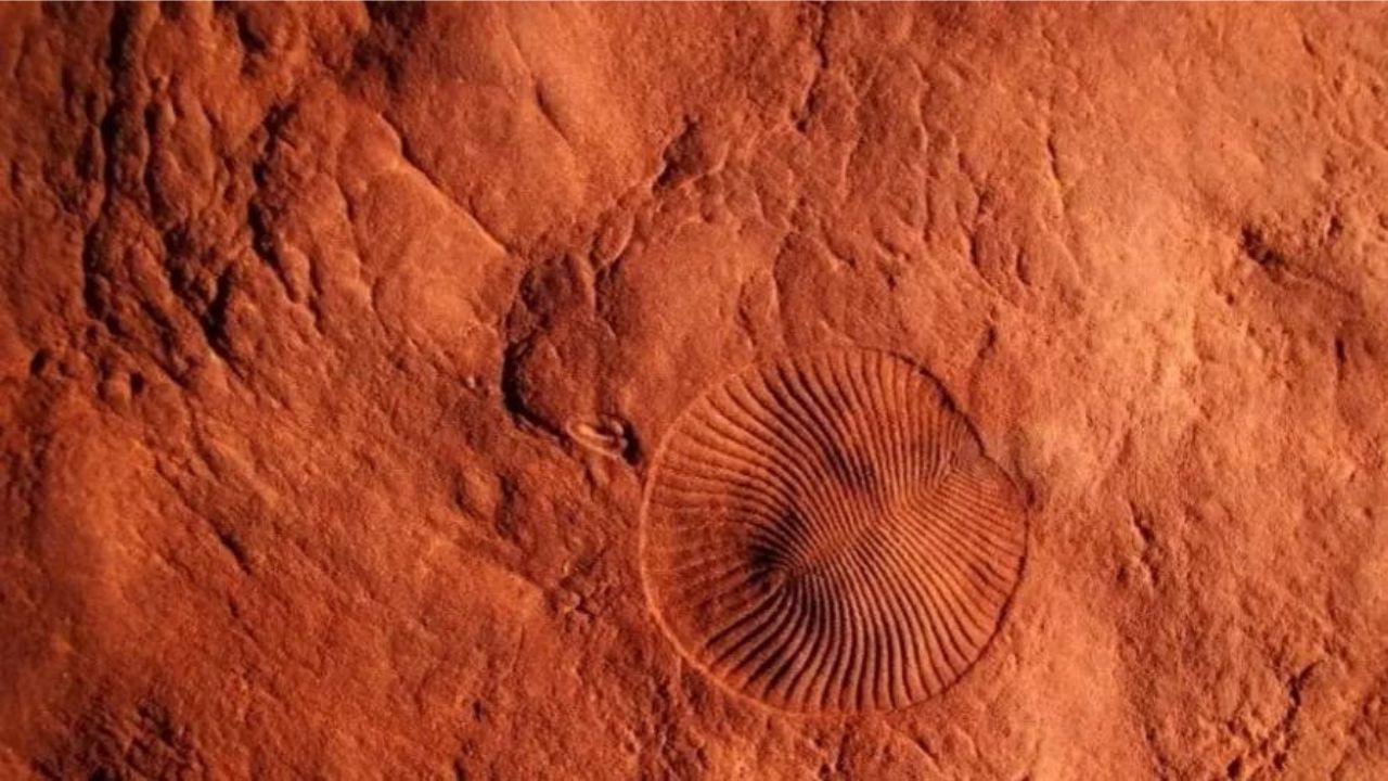 Causa da 1ª extinção em massa é apontada por cientistas em novo estudo