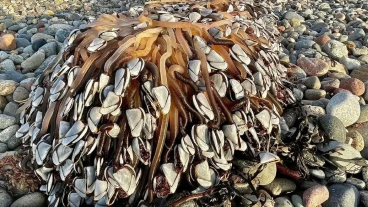 Homem encontra estranhas criaturas em praia e descobre que se tratam de iguaria valiosa