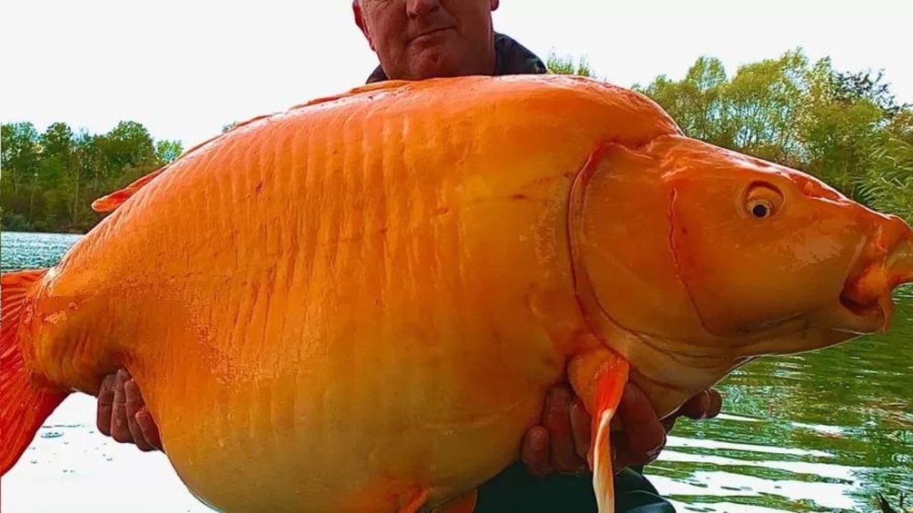 O Peixe-dourado híbrido de tamanho impressionante fisgado na França