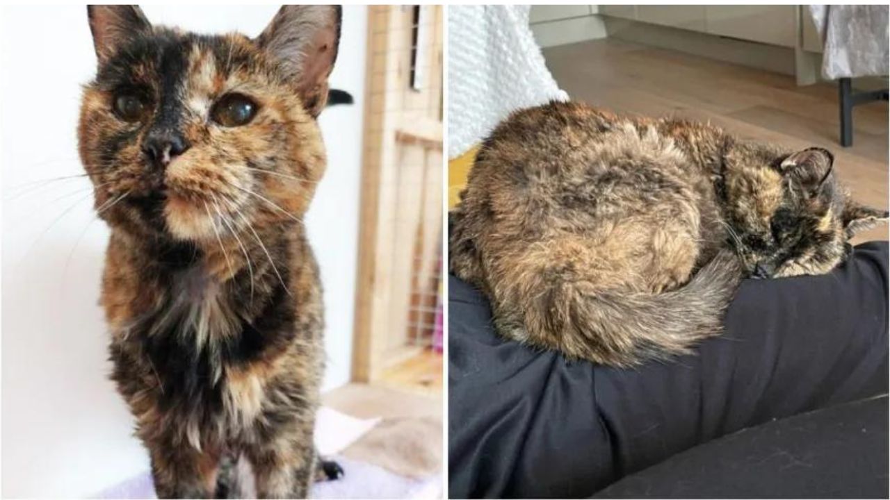 Gata de 27 anos de idade é reconhecida como a mais velha do mundo, no Reino Unido