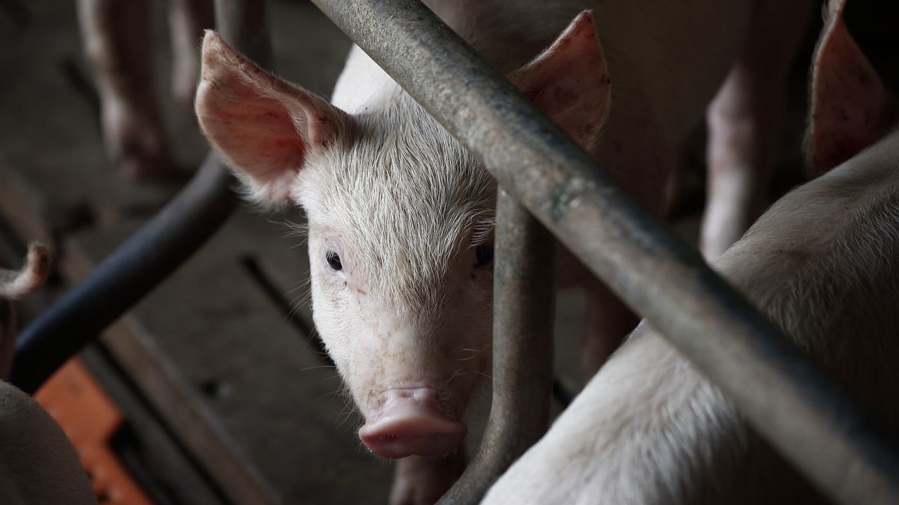 Açougueiro tenta abater porco, mas morre após ‘manobra’ do animal
