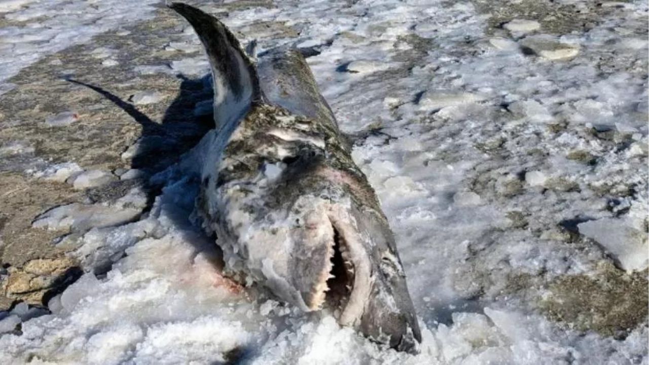 Tubarão congelado é encontrado na costa de Massachusetts após onda de frio