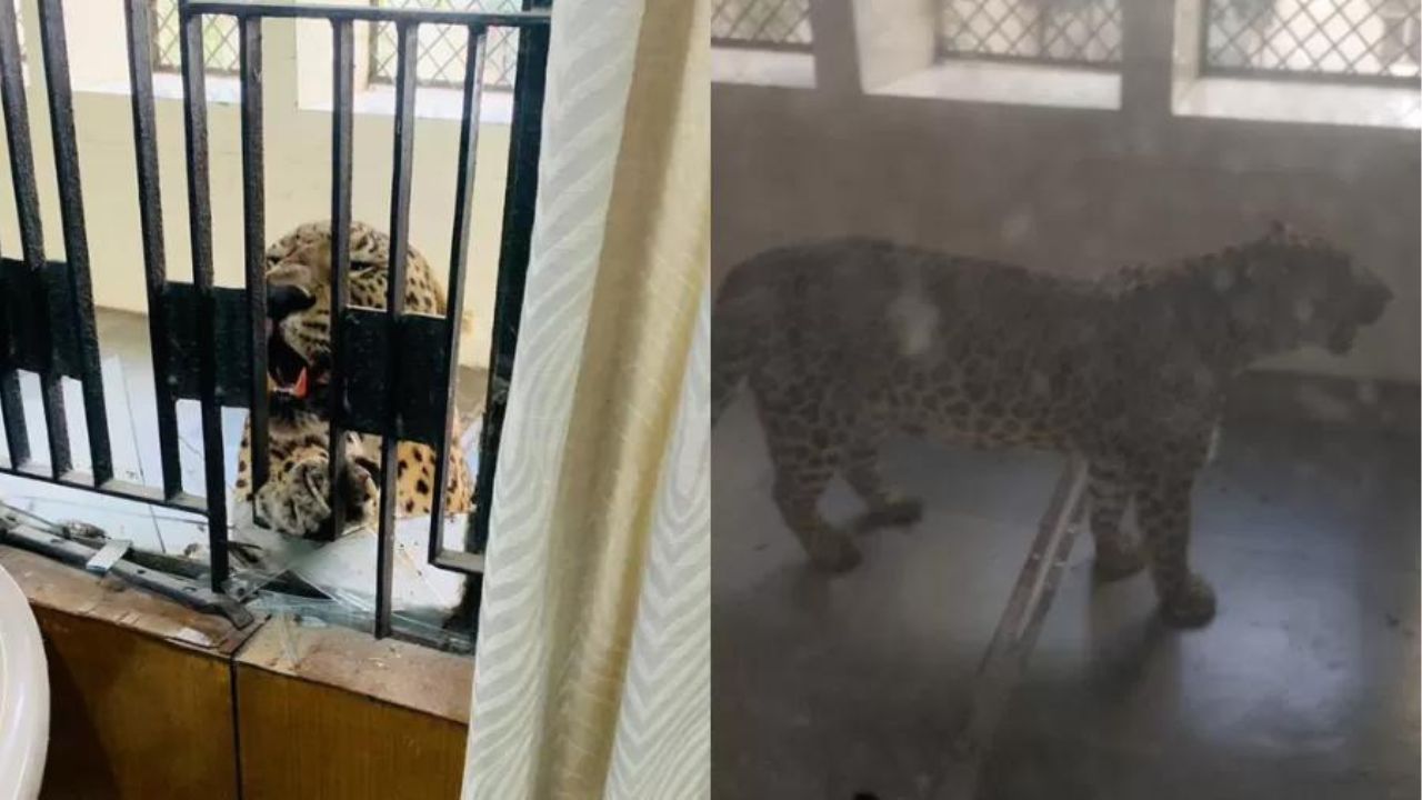 Leopardo invade tribunal e ataca pessoas na capital indiana
