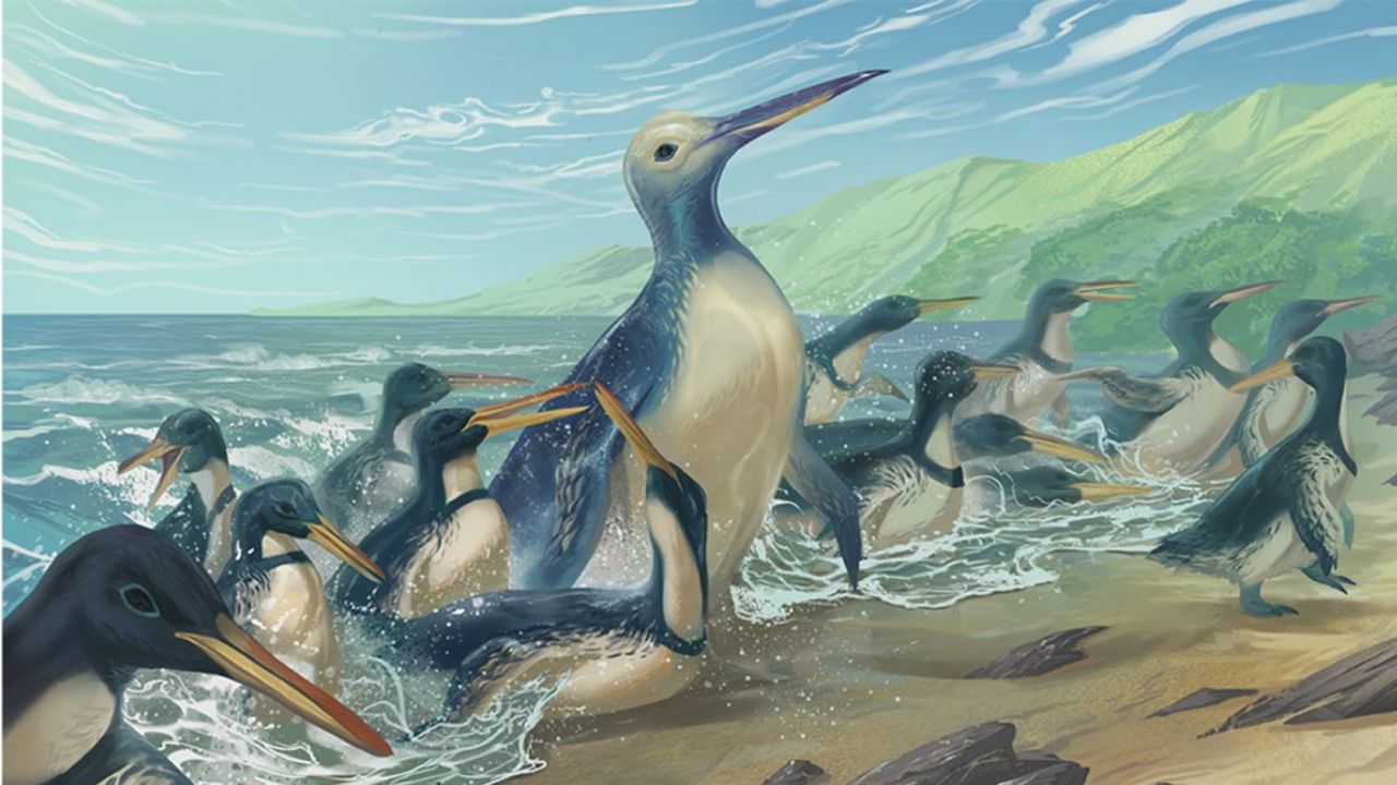 Kumimanu fordycei, o pinguim de 150 quilos que habitou a Nova Zelândia