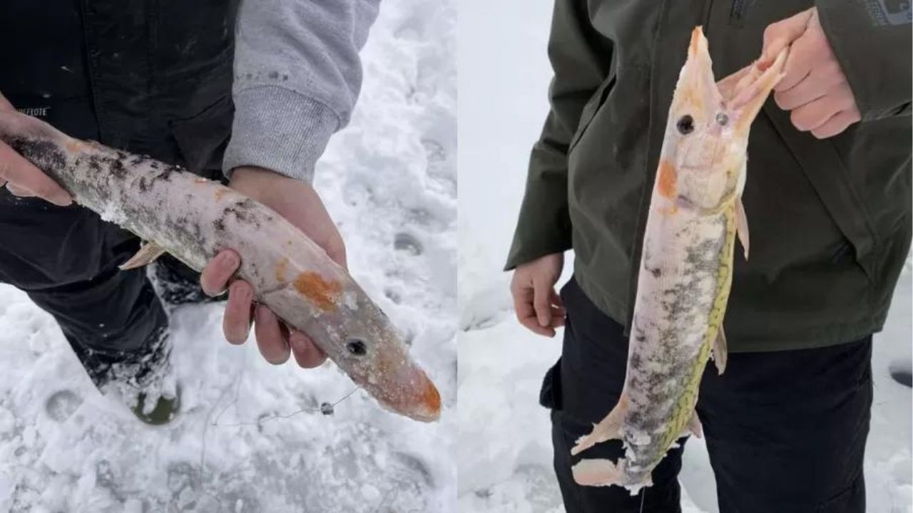 Nos EUA, homem pesca peixe com condição rara: ‘Parecia estar congelado’