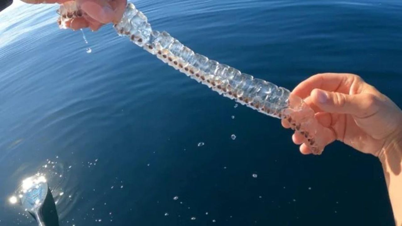 Homem se surpreende ao encontrar criatura marinha transparente no mar dos EUA