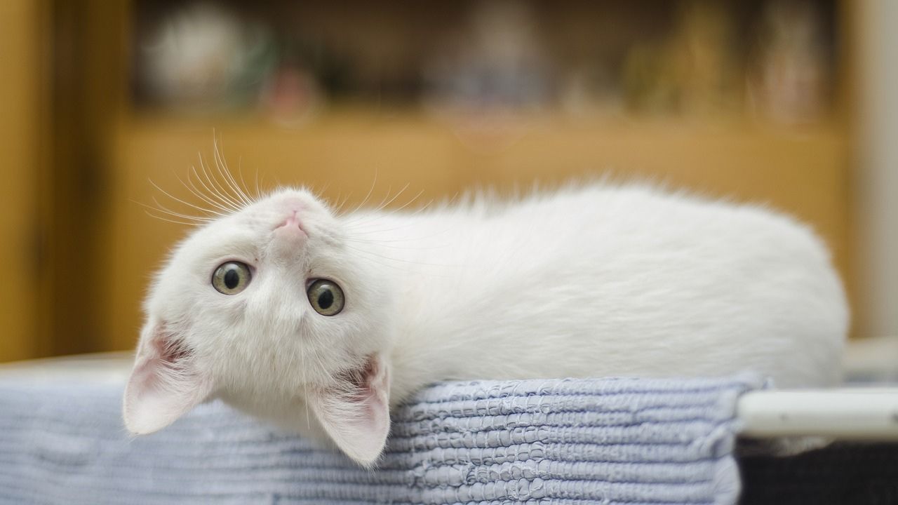 China: Polícia salva mil gatos de caminhão que tinha matadouro como destino