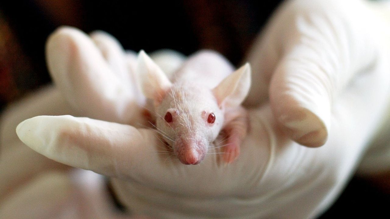 Uso de animais em pesquisas com cosméticos é restringido por conselho