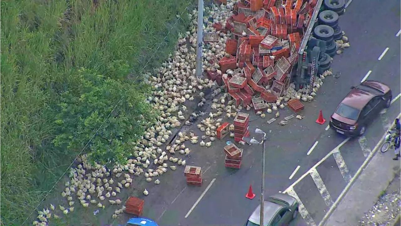 Caminhão com centenas de galinhas tomba e aves ficam espalhadas em pista