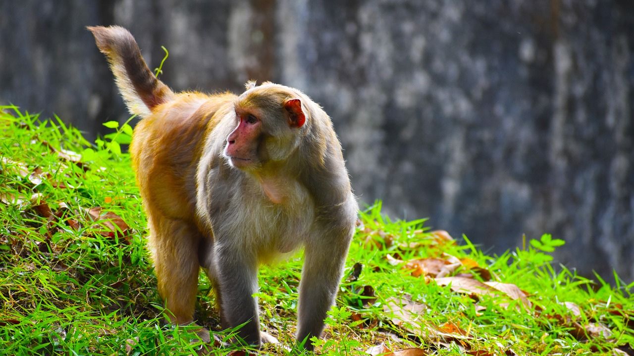 Idosa morre após ser atacada por macacos em banheiro, na Índia