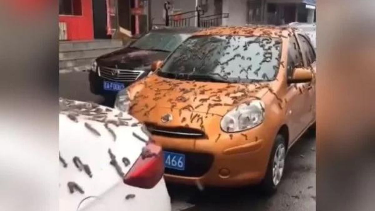 Suposta ‘chuva de vermes’ deixa carros cobertos de bichos, na China