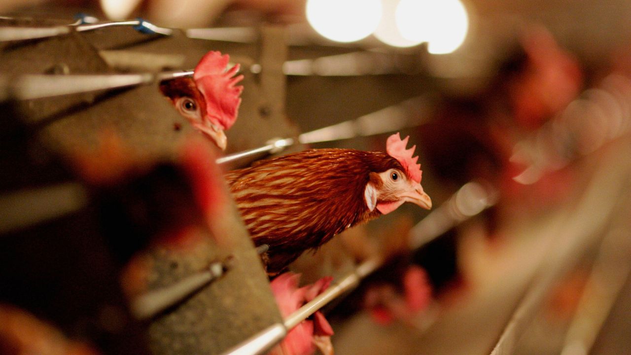 Morte de 200 mil frangos preocupa autoridades argentinas por gripe aviária