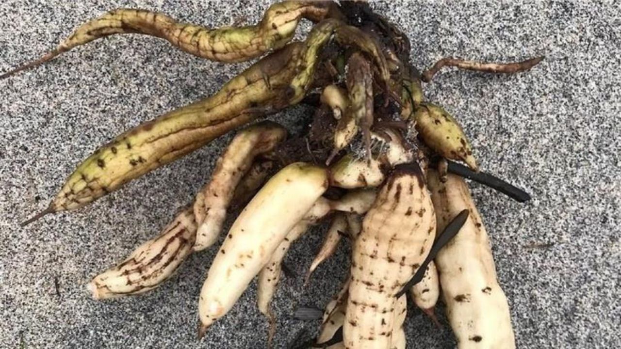 Planta que causa destruição de órgãos é avistada na Inglaterra