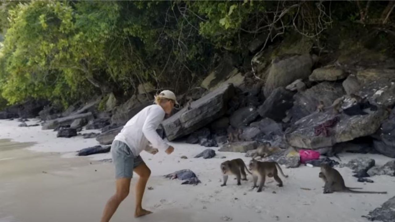 Família australiana é atacada por gangue de macacos, na Tailândia