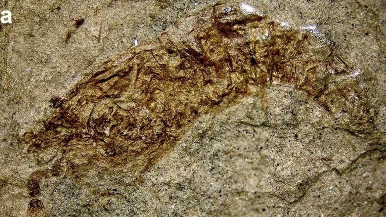 Fóssil de 120 milhões de anos é encontrado no sertão nordestino