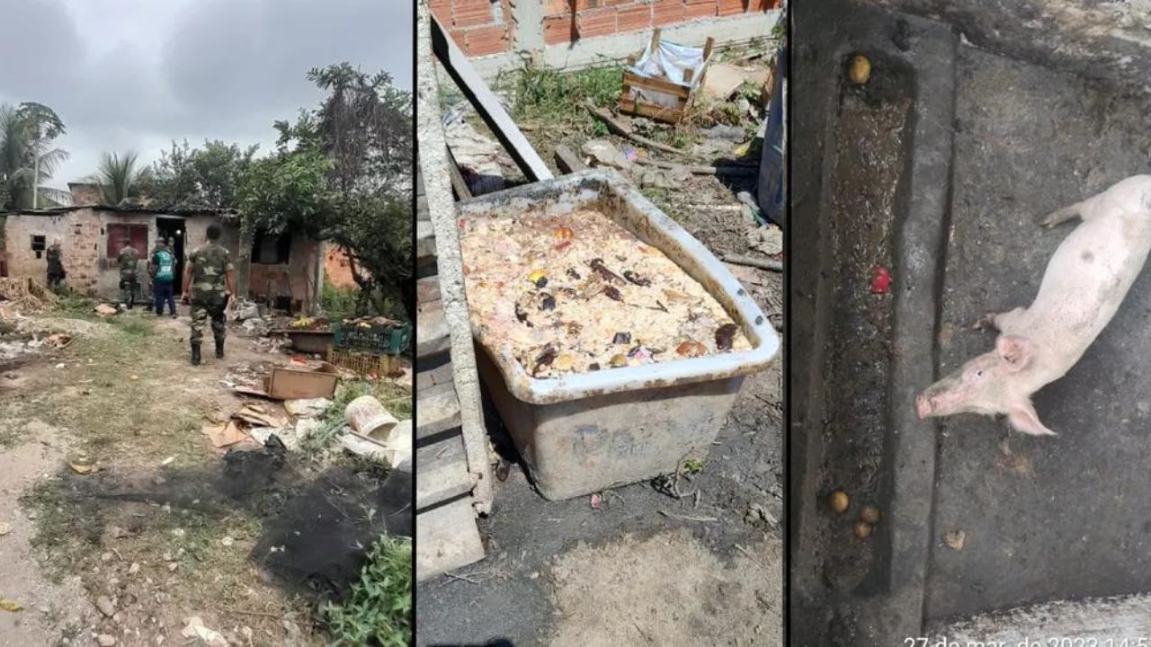 Homem em situação análoga à escravidão comia comida dada a porcos