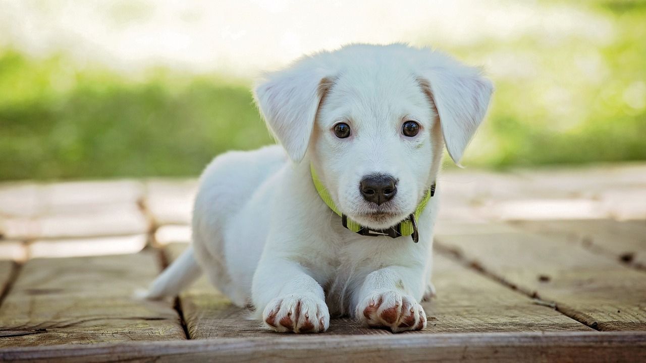 ‘Tratado como lixo’: mais de 40 corpos de cachorros são encontrados em terreno em Roraima