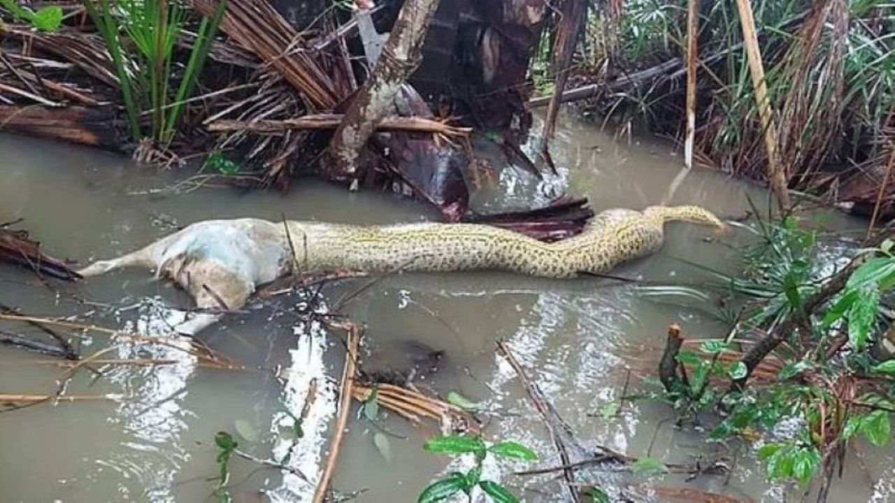 Sucuri morre engasgada ao tentar comer cachorro, no estado do Tocantins