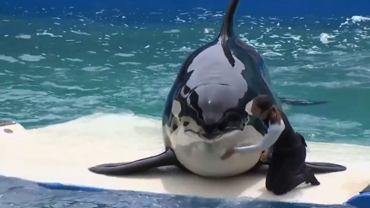 Após 50 anos em cativeiro, morre a orca Lolita
