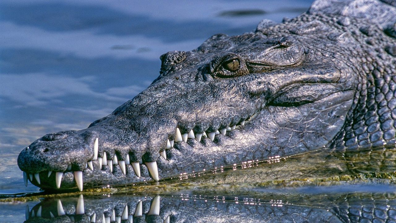 Corpo de menino de 2 anos é encontrado na boca de um crocodilo, nos EUA