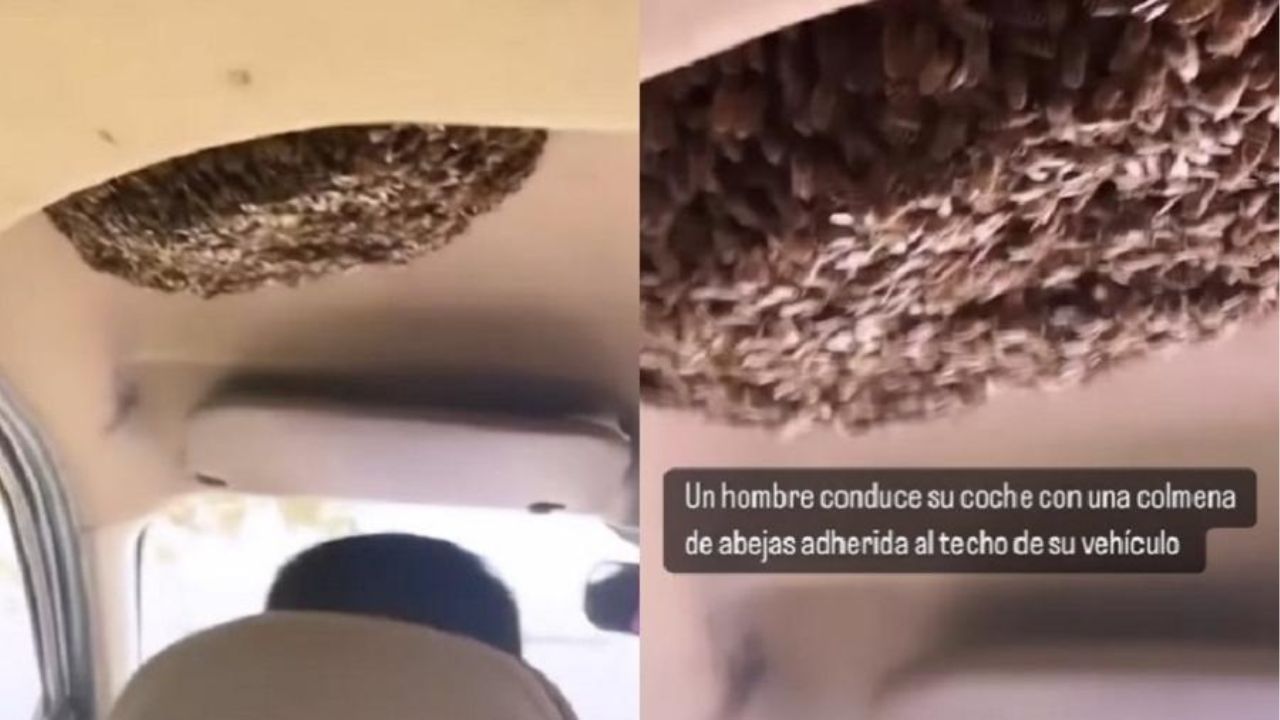 China: em vídeo viral, homem dirige carro com colmeia de abelhas