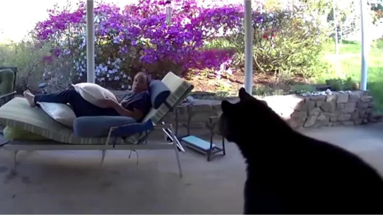 Em vídeo, morador da Carolina do Norte é surpreendido por urso em sua residência: ‘inesperado’