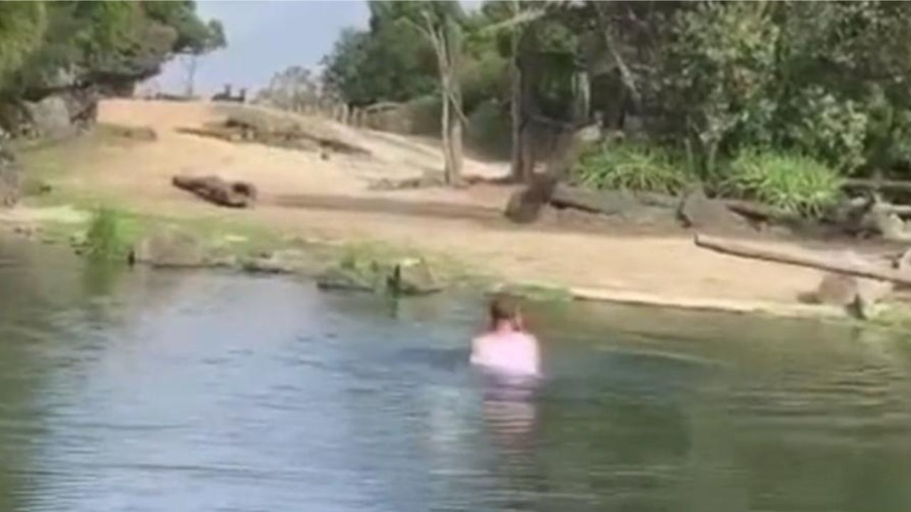 Homem é detido após entrar em recinto de rinocerontes em zoológico