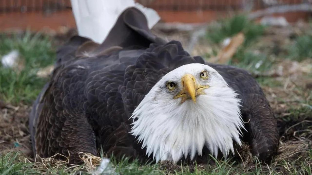 Águia que chocava pedra como se fosse ovo torna-se pai adotivo em santuário no Missouri