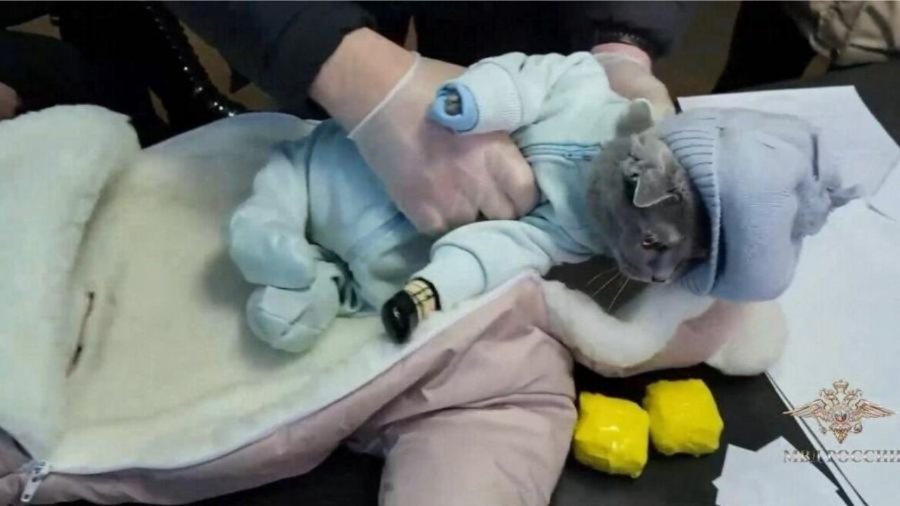Na Rússia, mulher usa gato disfarçado de bebê para esconder drogas