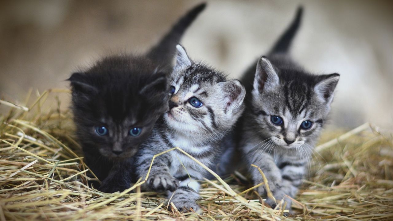 Após críticas, competição que premia crianças por matar gatos é cancelada