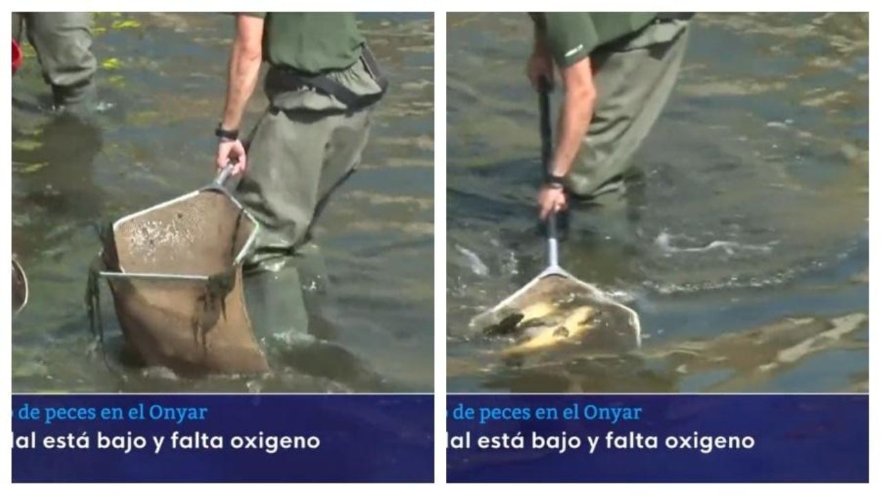 Autoridades espanholas retiram dezenas peixes de rio praticamente seco