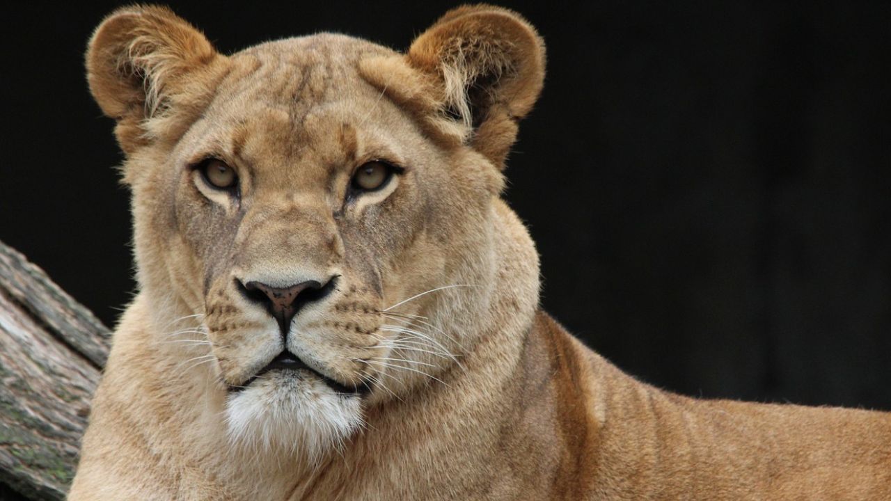Criança palestina morre ao ser atacada por leoa em zoológico