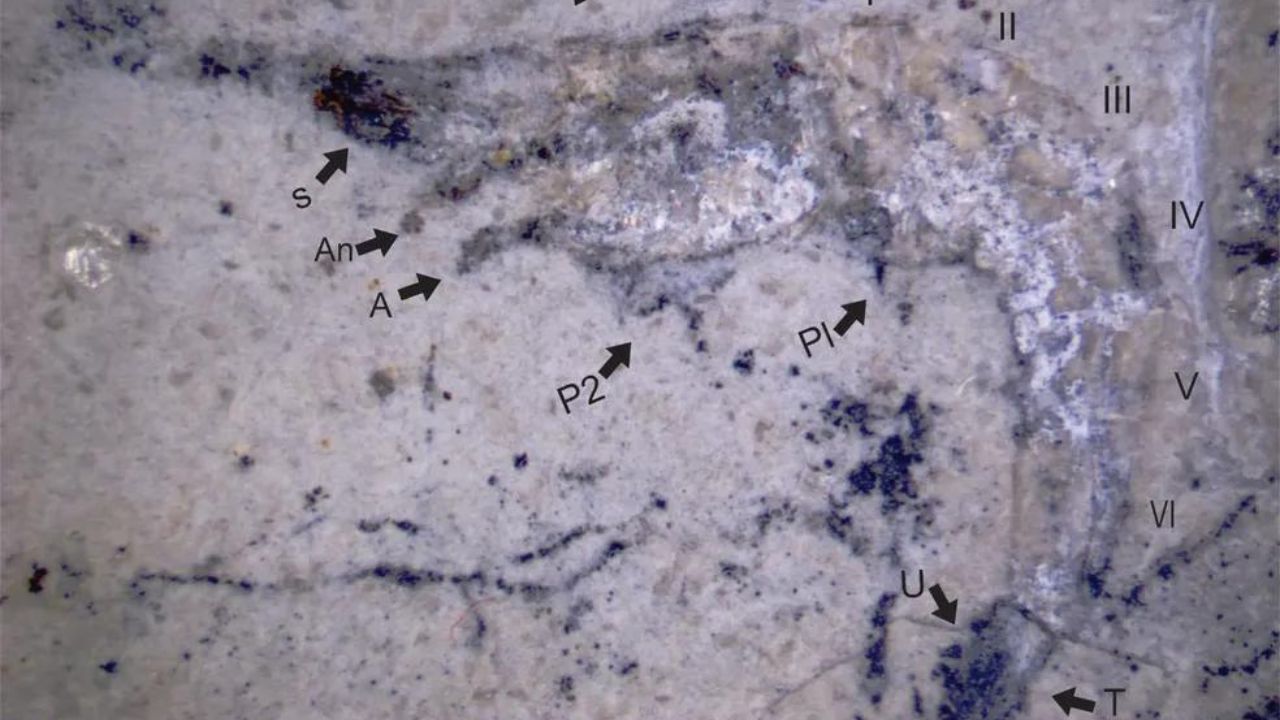 Fóssil de nova espécie de camarão de 90 milhões de anos é encontrado no Piauí