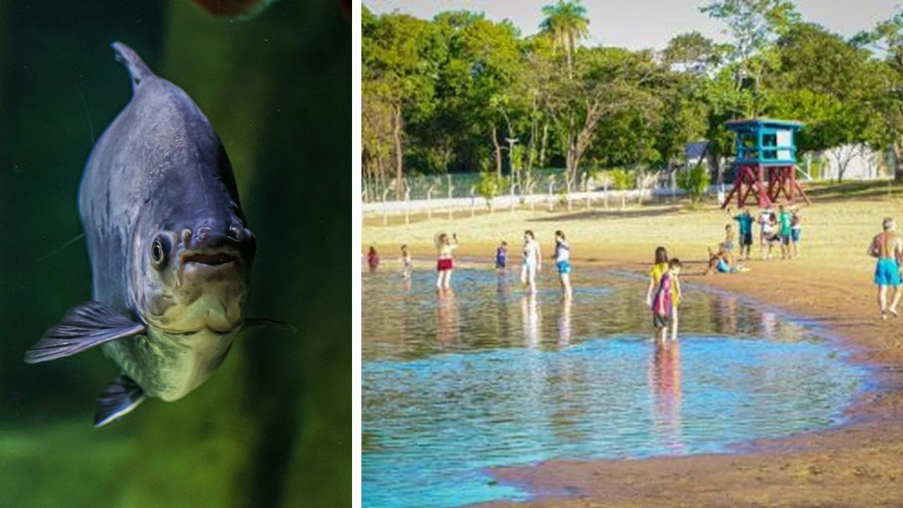 Ataque de piranhas deixa cinco banhistas feridos em balneário do Mato Grosso do Sul