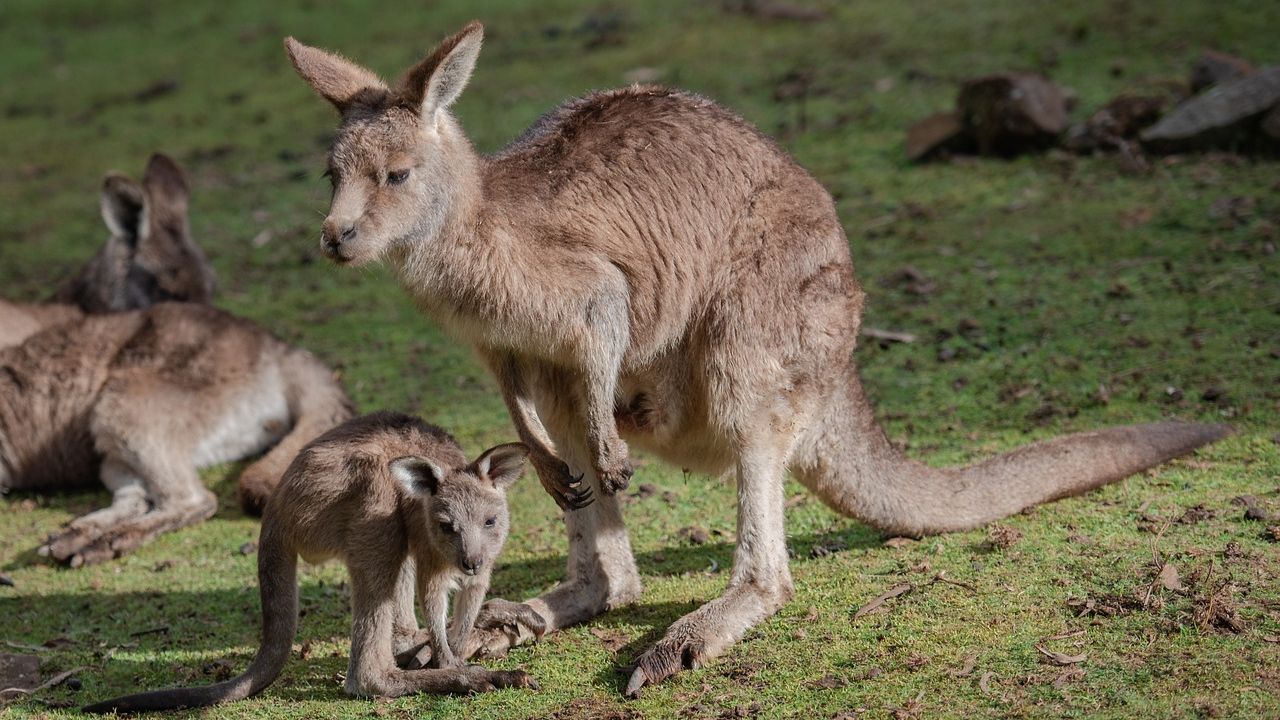 Milhões de cangurus podem ser abatidos na Austrália para que não morram de fome