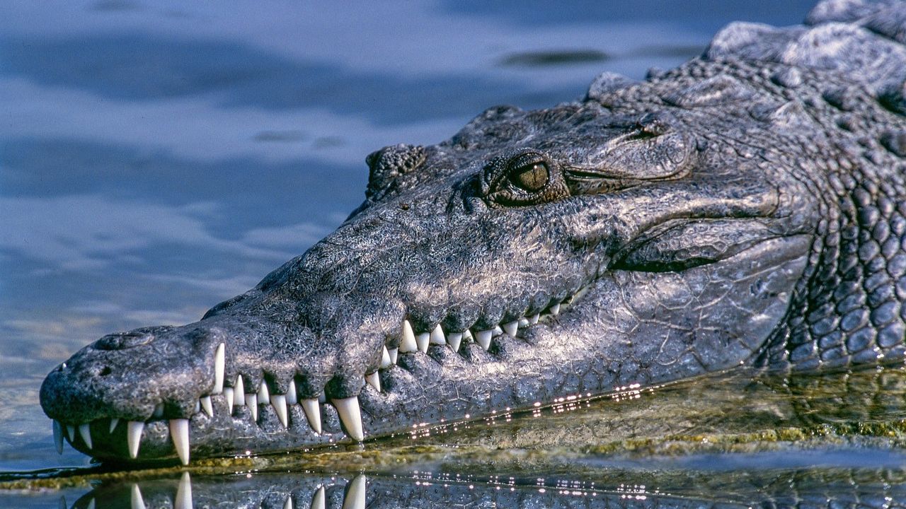 Idoso é morto por 40 crocodilos em fazenda de répteis no Camboja