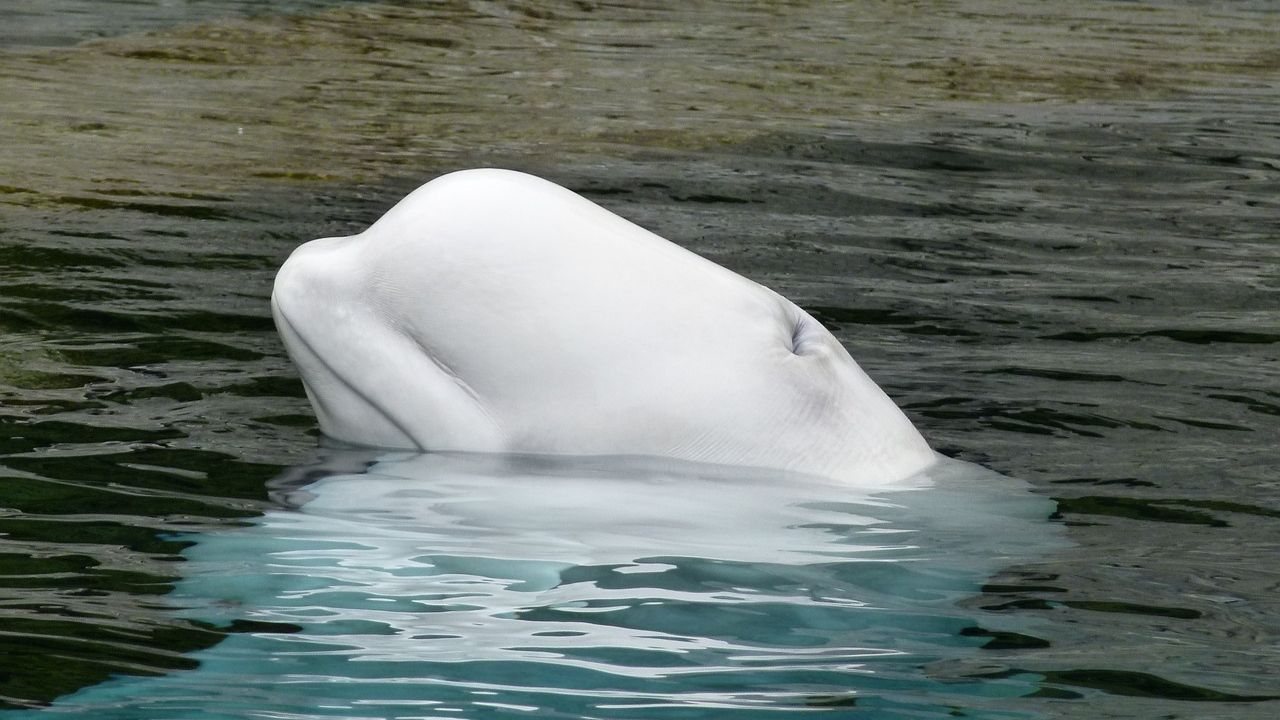 Suposta ‘beluga espiã’ da Rússia é avistada na Suécia