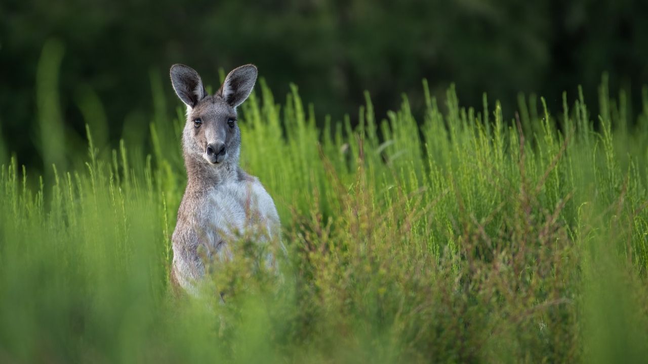 Pesquisa aponta que marsupiais podem ser os mamíferos mais evoluídos
