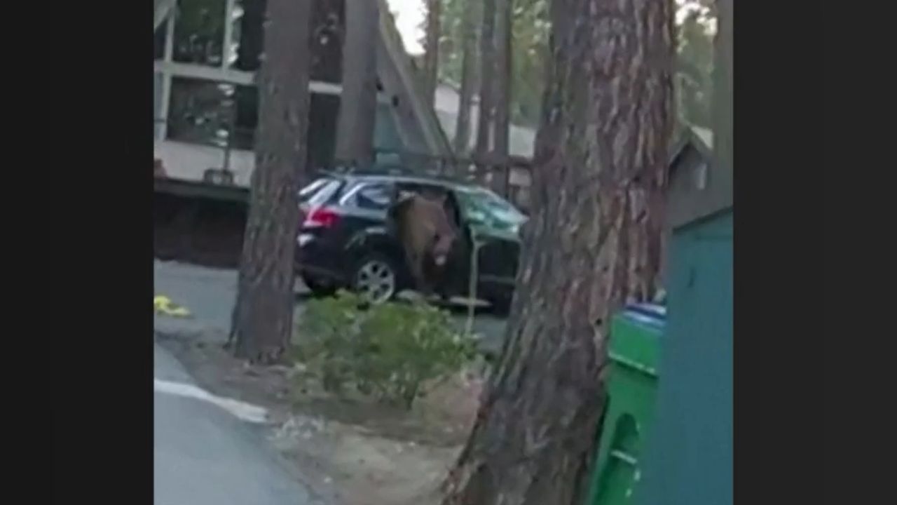 Urso é libertado por policial após ficar preso em carro, nos EUA