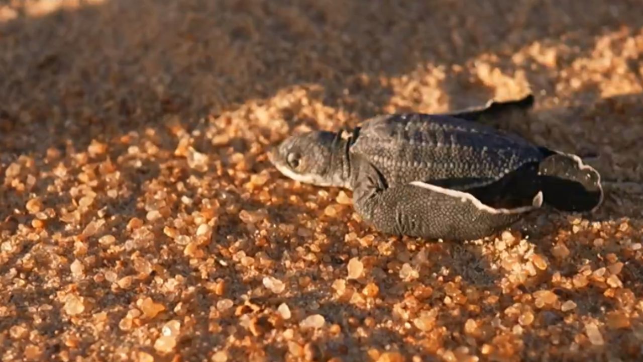 Tartaruga ameaçada de extinção sofre com contaminação provocada por tragédia de Mariana