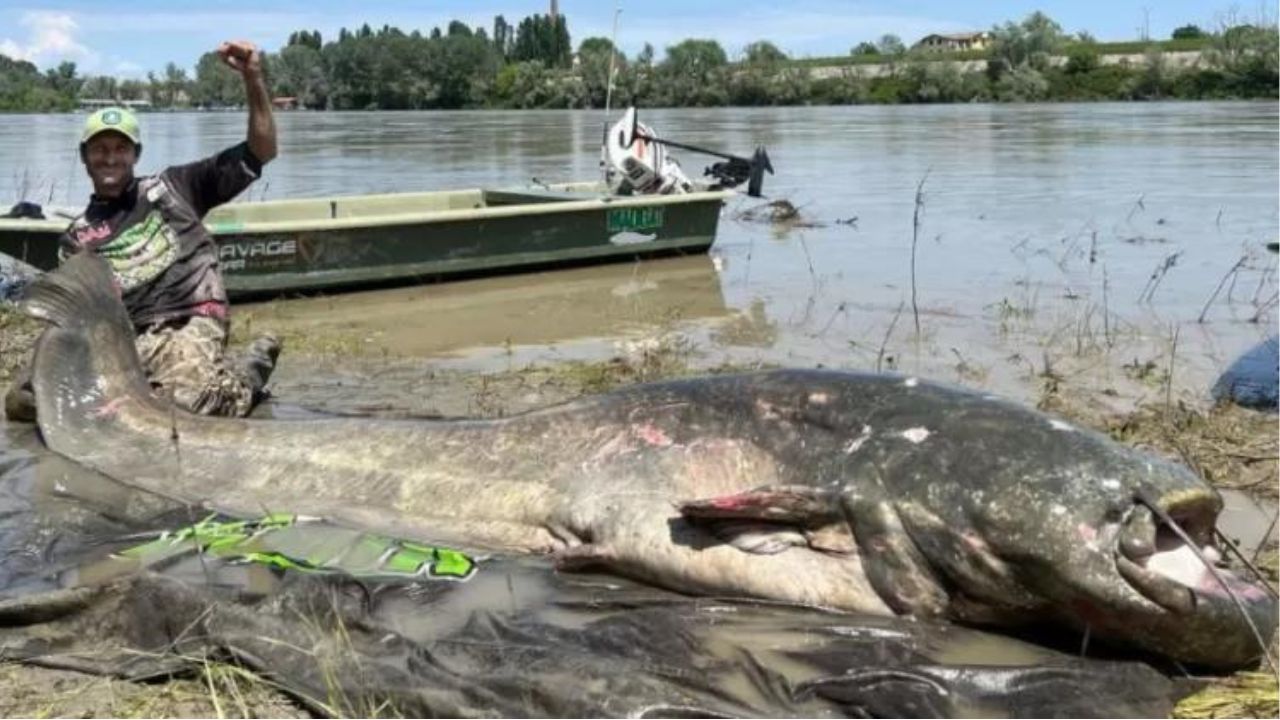 Pescador italiano captura bagre gigante e conquista recorde mundial