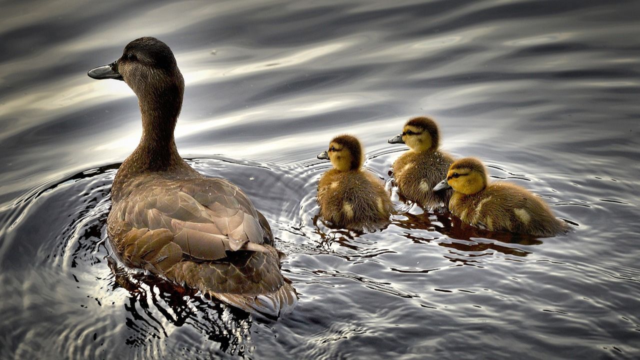 Afinal, por que os patinhos nadam atrás da mãe?