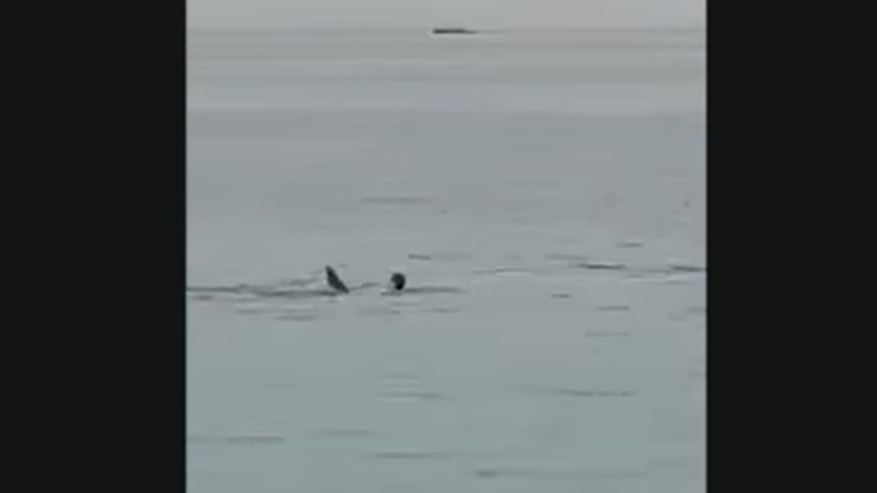 Em vídeo, homem russo é atacado e morto por tubarão enquanto nadava no Mar Vermelho