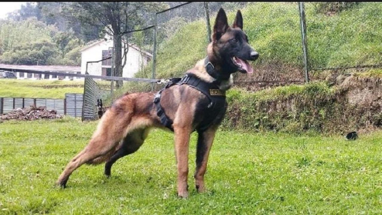 Autoridades colombianas encontram pegadas frescas do cão Wilson